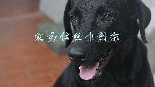 爱马仕丝巾图案大全(跟着爱马仕，3分钟学会一条丝巾的八种系法)