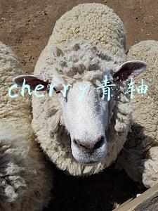 cherry青轴