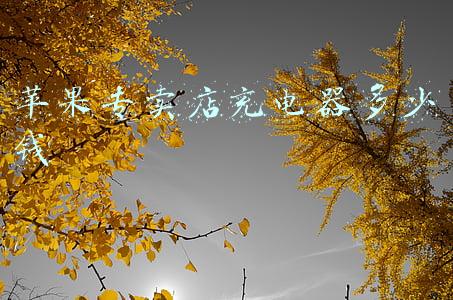 苹果实体店充电器价格《苹果实体店充电器多少钱》