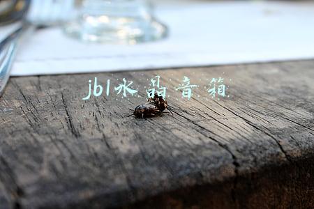 jbl水晶音箱拆机图解(JBL Go Smart 音乐魔方便携式语音智能音箱拆解 图集 )