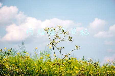 网站推广目标怎么做(如何做网络推广方案？)