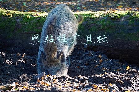 网站推广目标什么意思(网站推广目标是什么？网站推广应该如何开展工作？)