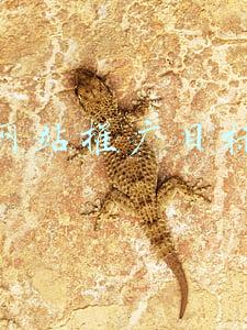 招聘网站推广目标(网络推广有哪些优势，中小企业怎么通过网络推广获客？)