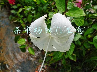 菜市场独家经营合法吗(急于“触网”的菜市场：300多上海摊贩吐槽入驻某线上平台三个月零交易)