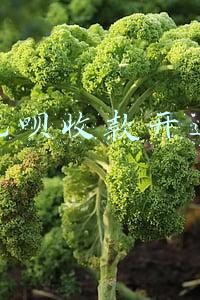 个人花呗收款开通条件