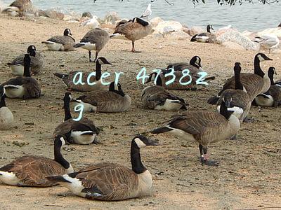 acer 4738zg p6200(26年未发新歌，皇后乐队收入仍在疯涨)