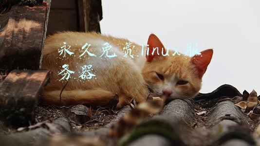 国内永久免费云服务器(推荐一个免费云服务器)