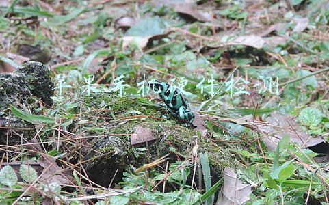 苹果手机硬件检测