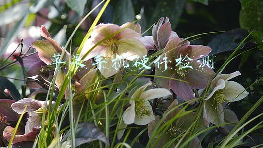 苹果手机硬件检测