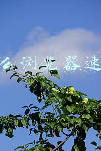用什么浏览器速度快