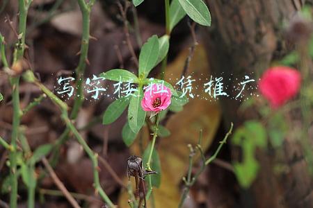 写字楼租赁推广 写字楼租赁推广