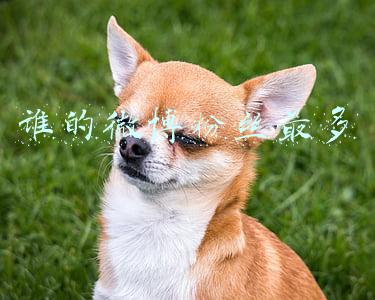 谁的微博粉丝最多 谁的微博粉丝最多