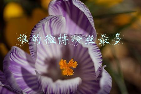 谁的微博粉丝最高(1500万粉丝背后，谁制造了“完美偶像”谷爱凌？)