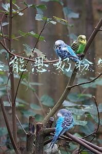 雀巢能恩奶粉官网