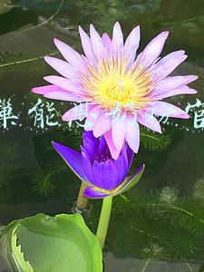 雀巢能恩奶粉奶源是哪里的(雀巢瑞铂能恩奶粉，瑞士原装进口，给宝宝温和而强大的保护)