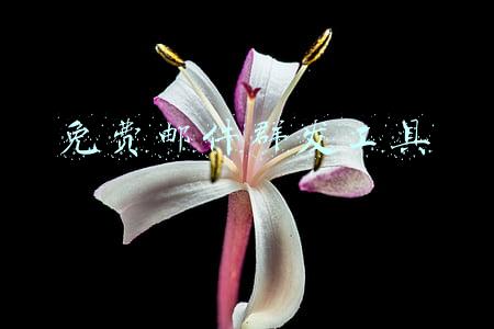 邮件群发器(邮箱如何群发邮件，公司邮件群发教程)