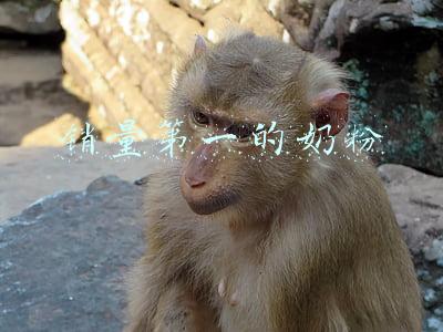 全国销量第一的奶粉(飞鹤2020年问鼎北京婴幼儿奶粉市场销售第一，市占率继续提升)