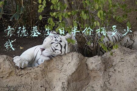 肯德基生日半价桶多少钱