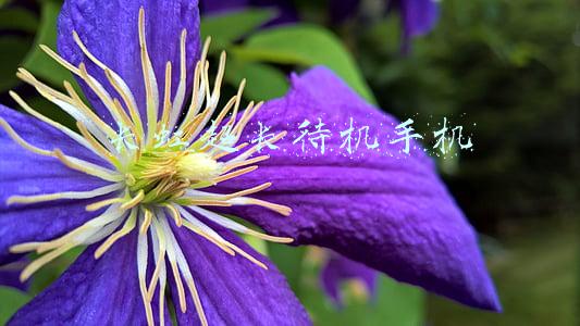 长虹老款手机(人生的远航里感谢有你的支持—长虹远航P01手机评测)