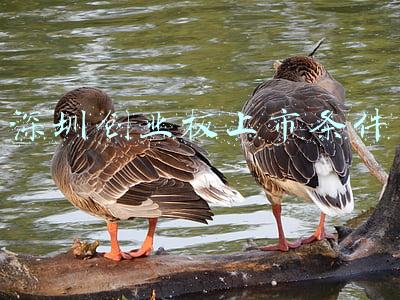 深圳创业板上市条件