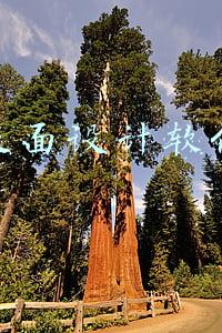 版面设计软件