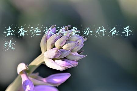 去香港旅游需要什么(走进香港 澳门：10大旅行准备)