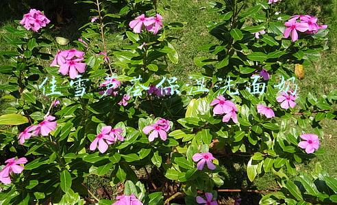 佳雪芦荟保湿洗面奶