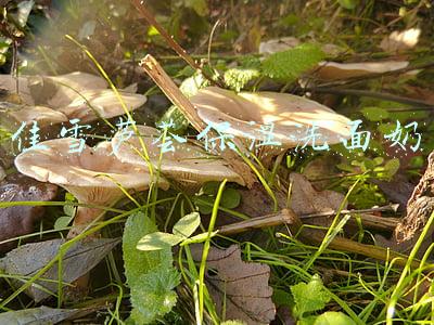 佳雪芦荟保湿洗面奶