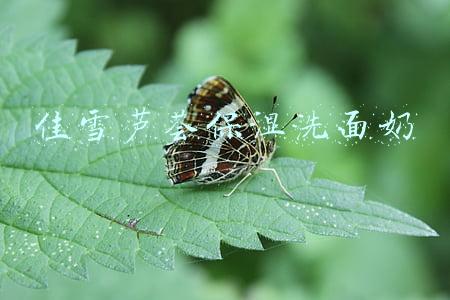 佳雪芦荟保湿洗面奶
