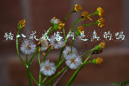 威客网和猪八戒网(「报告」一品威客 猪八戒网2021年投诉评级数据及典型案例)