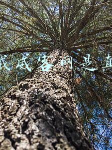 猪八戒威客网能赚钱吗(原来我什么都不懂，在威客网也可以赚这么多钱！小白实战威客网)