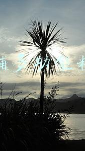 飞利浦多功能料理机说明书(释放食物深处的营养，飞利浦高速破壁料理机评测)