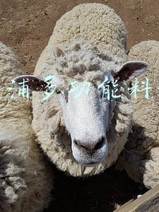 飞利浦多功能料理机hr2505(高性价比型真无线蓝牙耳机----飞利浦SHB2505评测)