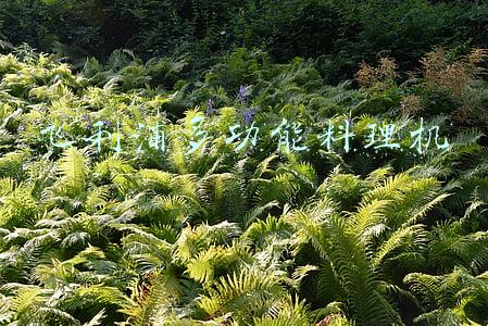 飞利浦多功能料理机切丁(养娃神器--飞利浦新安怡 4合1 健康婴儿辅食机评测报告)
