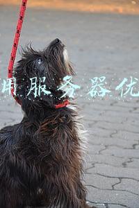 租用服务器能干什么(何为服务器租赁)