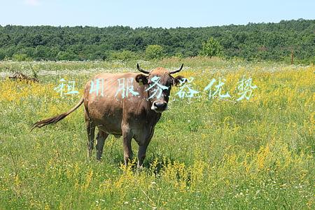 租服务器和买服务器哪个划算(云服务器真的更省钱？还真不一定)