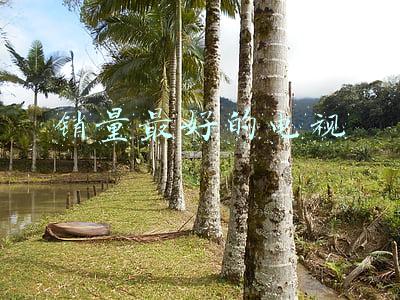 销量最好的电视