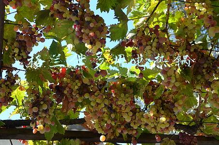 格兰仕多用电热锅