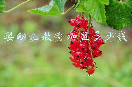 婴幼儿教育加盟哪家好(早教加盟机构有哪些，2021年最新早教排行榜公布行业TOP10品牌)
