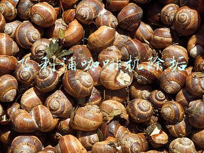 飞利浦咖啡机除垢图解(共饮梦幻圣诞第一杯拿铁 飞利浦咖啡机发出的邀请)