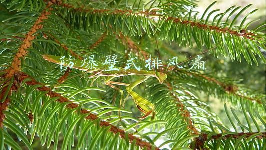 防爆壁式排风扇 防爆壁式排风扇