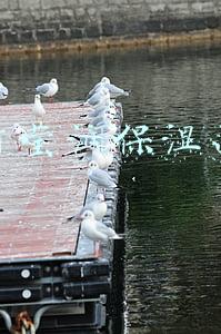 玉竹莹润保湿面膜