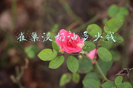 雀巢淡奶油多少钱一箱(经典酱料(六))