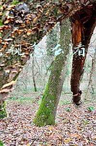 网络电视怎么看电视台节目直播(电视机如何用无线网络观看电视台？「小啄家庭维修客」)