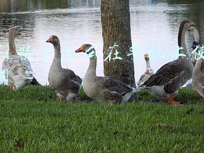 门禁卡怎么在手机上使用华为手机(智能手机可代替门钥匙，教你把门禁卡写入到手机中，太实用了)