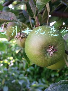 农历九月十九是什么日子好不好(农历二月十九观音诞，除了为子女祈福，民间还有哪些特色习俗？)