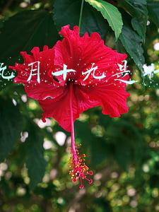 农历九月十九是什么日子