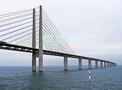 榆钱树