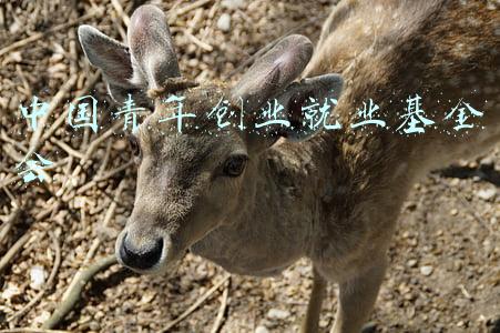 中国青年创业就业基金会