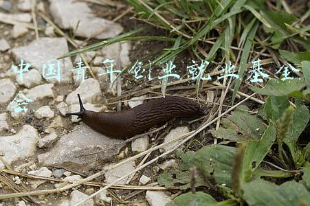 中国青年创业就业基金会